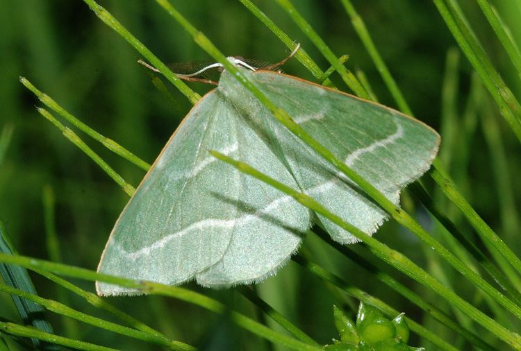 Geometridae verde da conf.